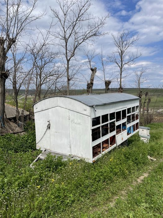 Vand pavilion apicol