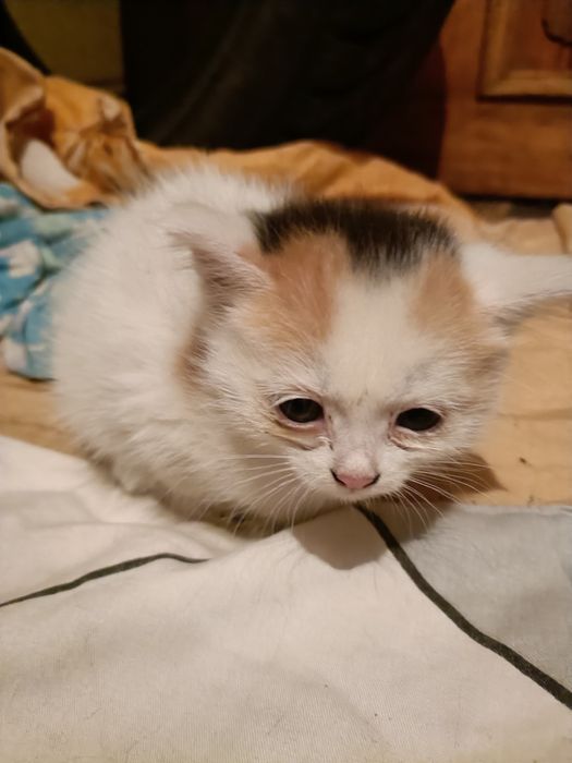 Котятки в добрые ручки