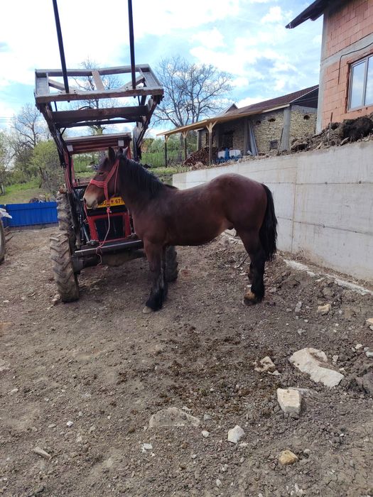 Mânjii și iapă de vânzare