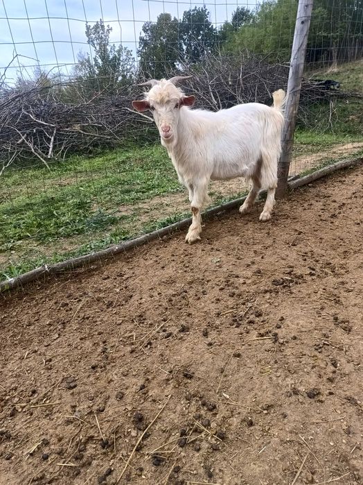 Țap alpin francez cu saneen 1 an