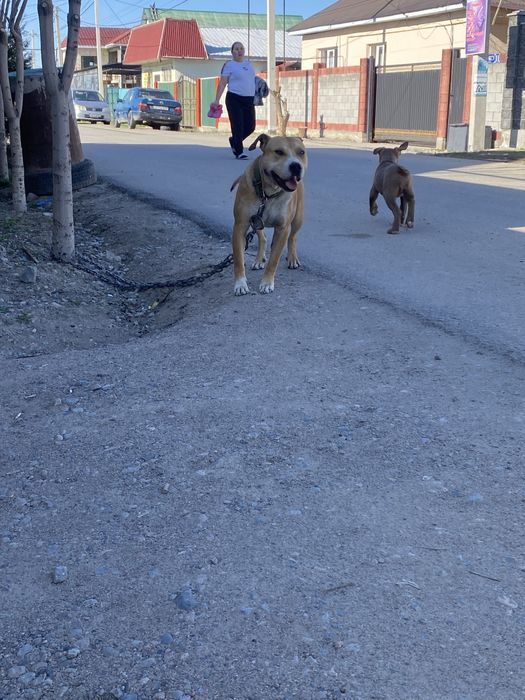 Питбуль Щенки Продается