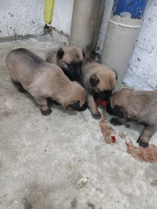 Бельгийская овчарка күшіктері.