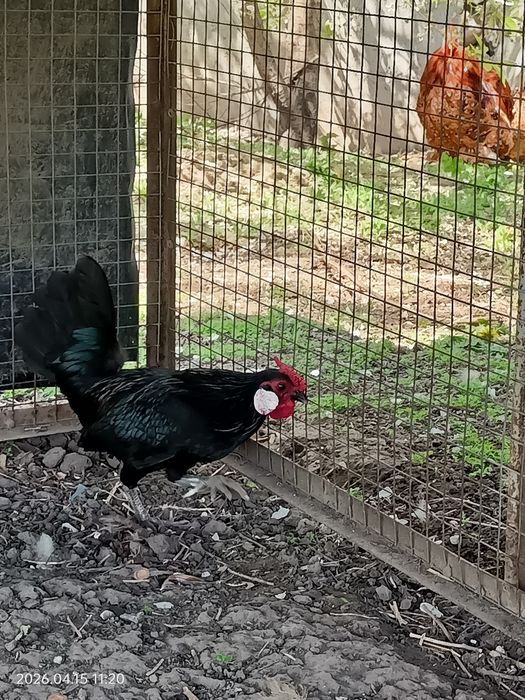 Карликовый петушок Ява