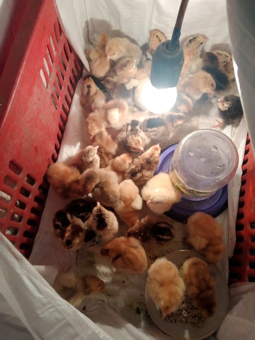 Продам  цыплят. Домашний вывод