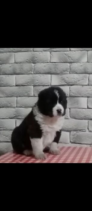Щенок хороших кровей