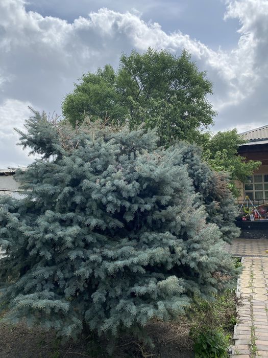 Продам Голубые Ели 2 шт