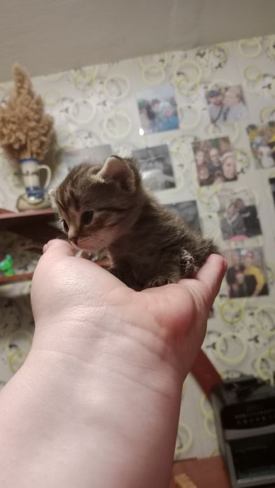 Отдам в добрые руки котят!