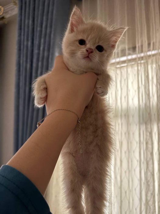 Продается котёнок
