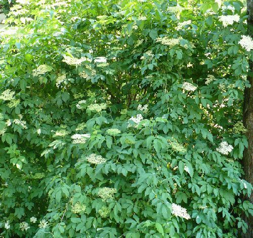 Arbusti (Soc Parfumat )