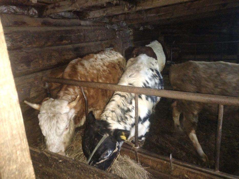 Откорм букалар сатылады