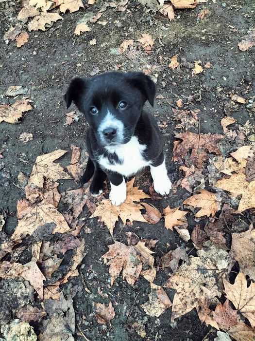 Собака отдается в хорошие руки