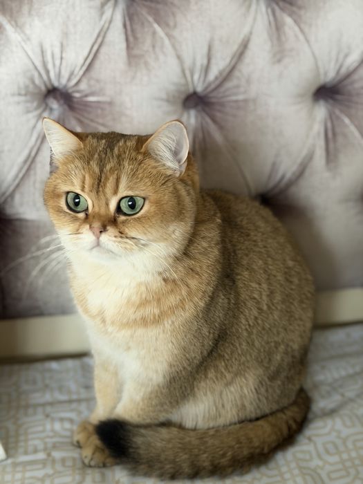 Отдам кошечку в самые добрые руки