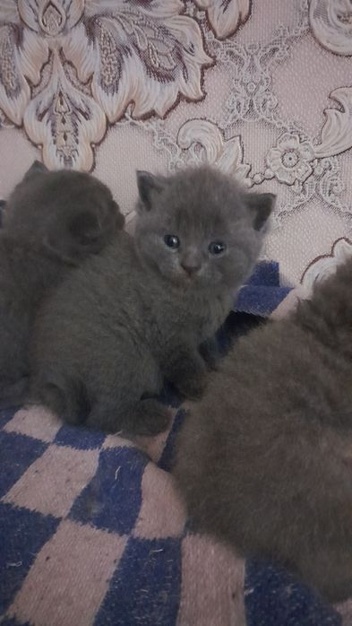 Мушук зотдор жинси аёл