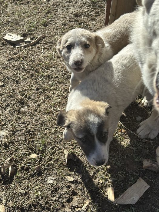 Щенки бесплатно .