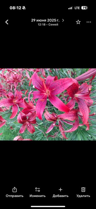 Продам или обмен луковиц бордовой лилии на другой цвет