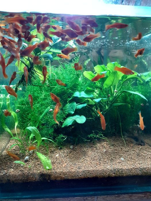 Plante si pesti acvariu