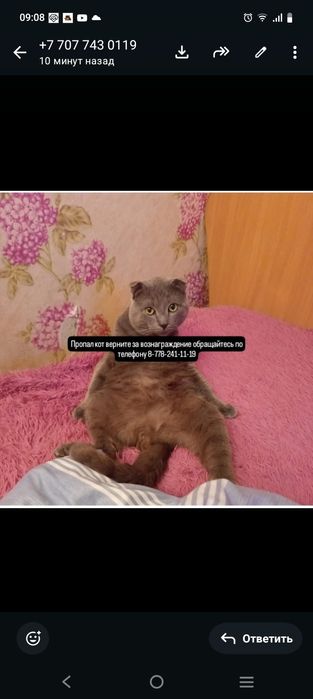 Пропал кот в районе ДК строитель