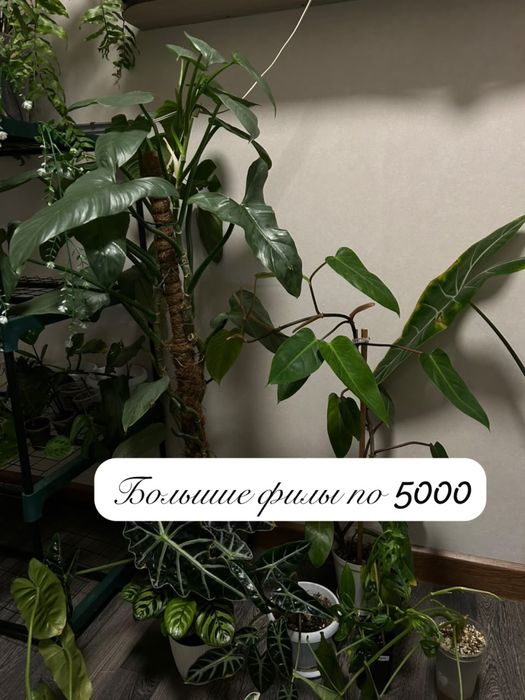 Распродажа моей коллекции растений