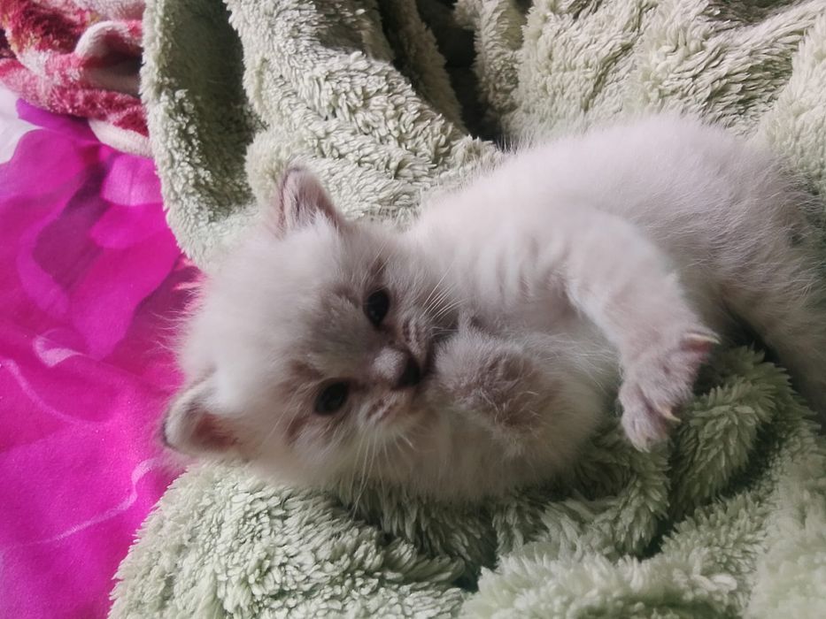 Отдам котят мальчик и девочка