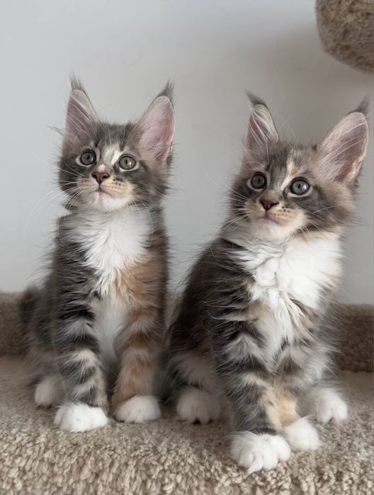 Котики!! Мейн-Кун!! Продажа!!