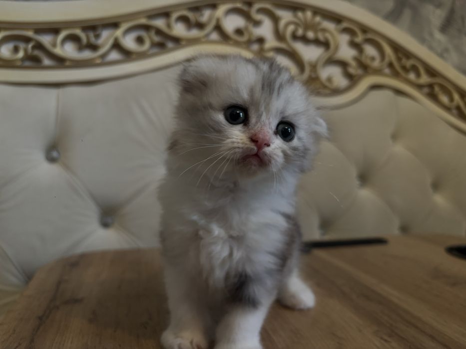 Вислоухий котенок