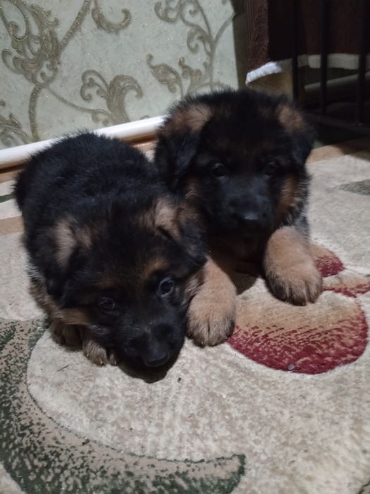 Продаються щенки немецкой овчарки.