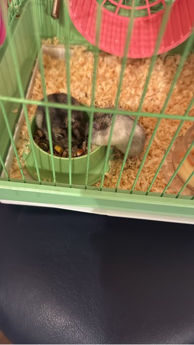 Vand hamsteri pitici