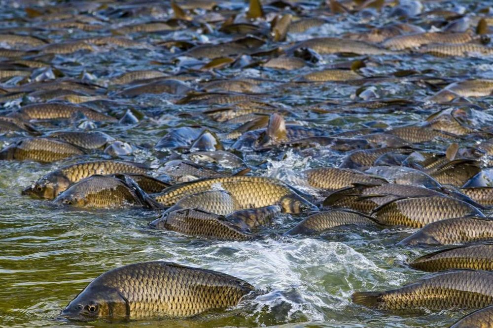 Tirik sazan – baliq xo‘jaligidan, Сазан живой из рыбного хозяйства