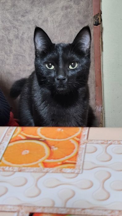 Qiz bola mushuk, hadyaga