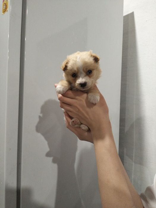 Микро-щенок девочка!