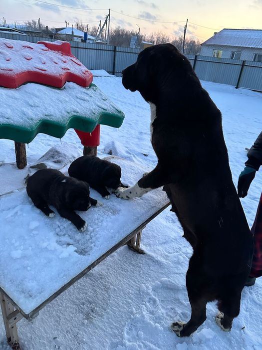 Щенки САО  40 дней 2 сучьки