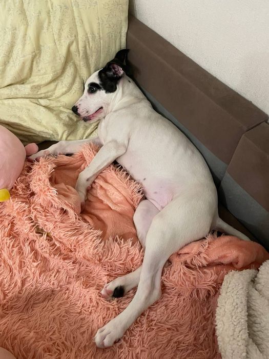 Американский стафордширский терьер