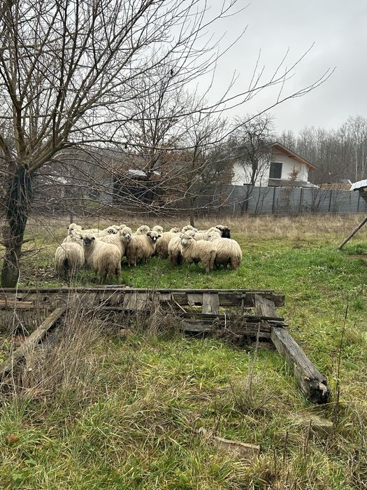 Vand oi miori stramiori si miele de anul trecut