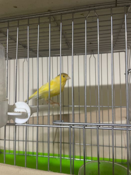 Kanareka optim donaga sotiladi 4 ta moda 4 ta nar