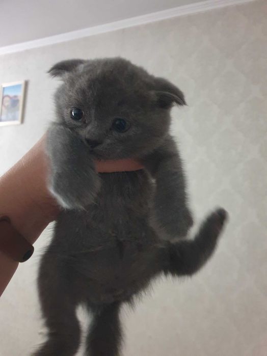 Кошечки Шотланцы
