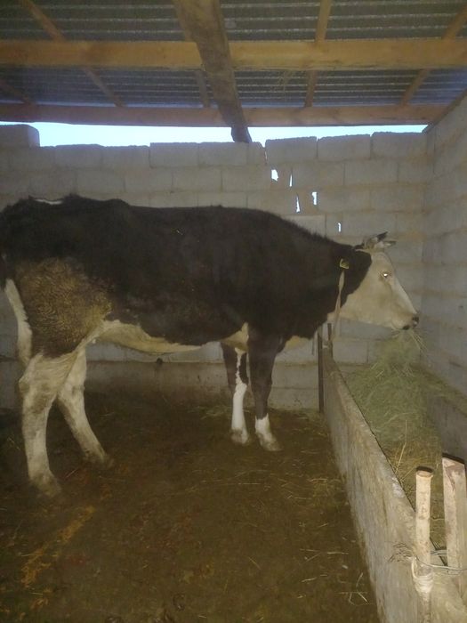 Сыйыр сатылады ала буаз