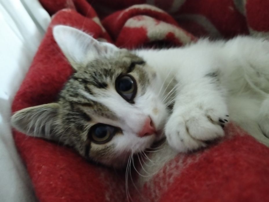 кошечка. 2 месяца