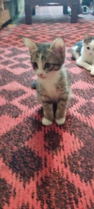 Отдадим котят в хорошие руки