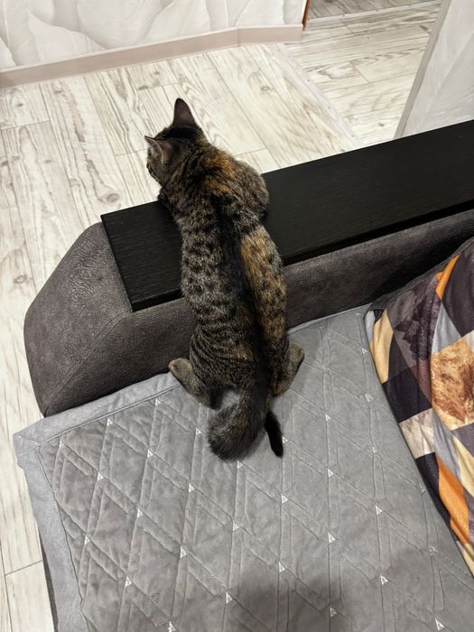 Отдам котенка девочку в добрые руки