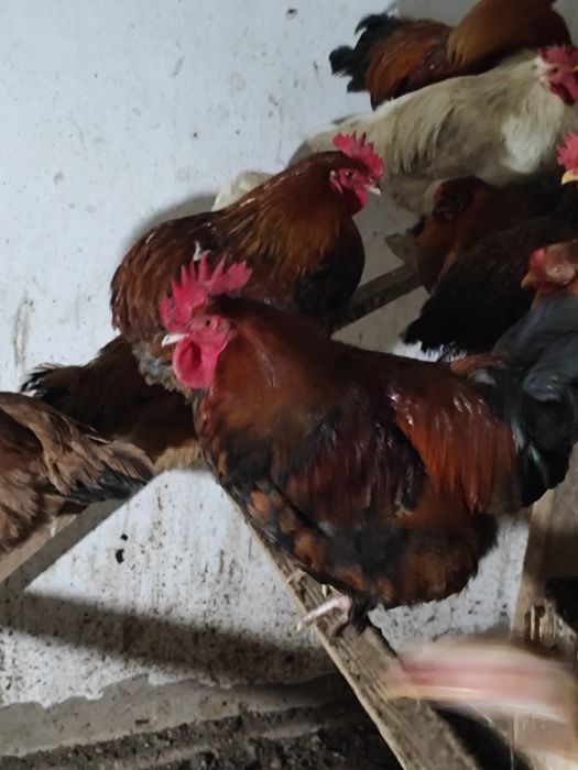 Домашние  Молодые Петушки 8-9 месяцев месяцев