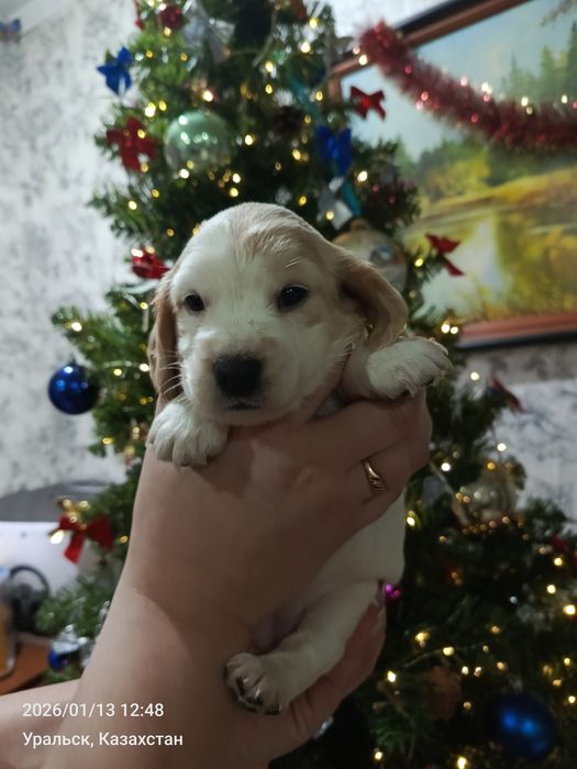 Щенки русско спаниель