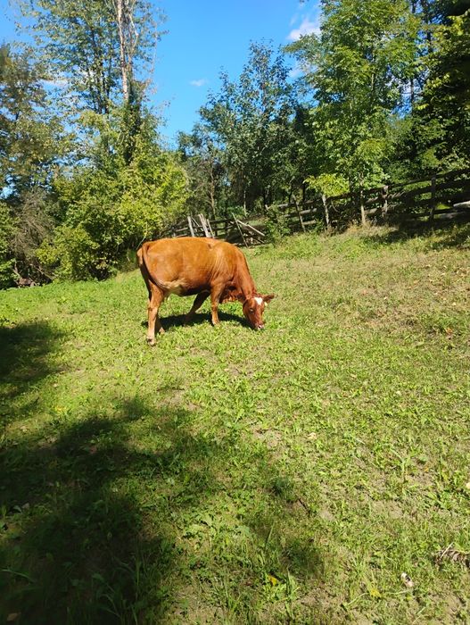 Vând vacă  buna de lapte și tânără