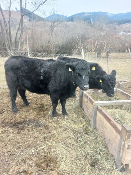 Junincă Angus 2 ani