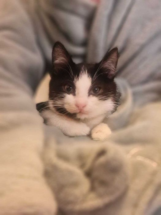 Давам черно-бяло котенце в добри ръце.