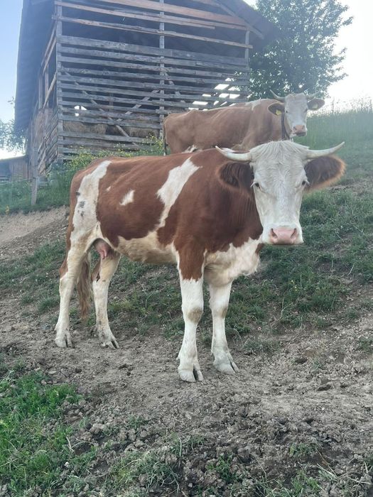 De vânzare juninca de 2 ani