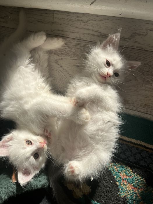 Котята 3мальчика
