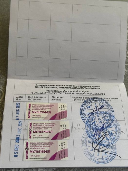 Кошка скоттиш фолд со всеми принадлажностьями