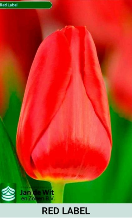 Шикарные тюльпаны к 8 марта