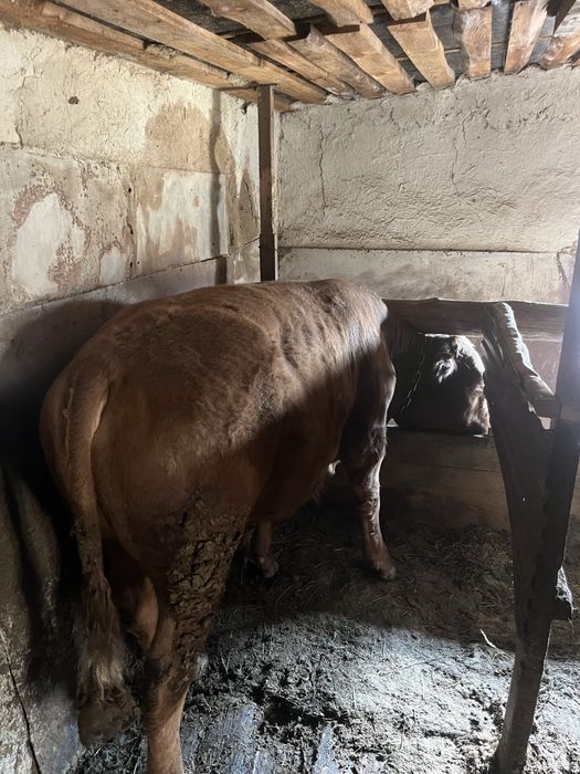 Продам бычки (бұқалар)