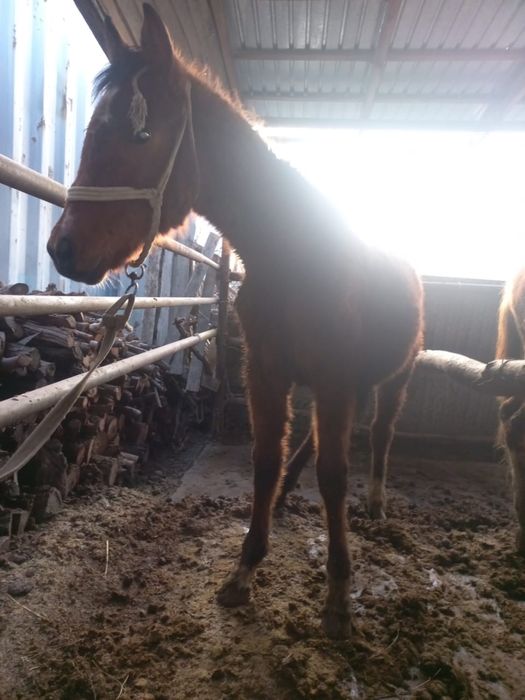 Тай жабагы тайлар